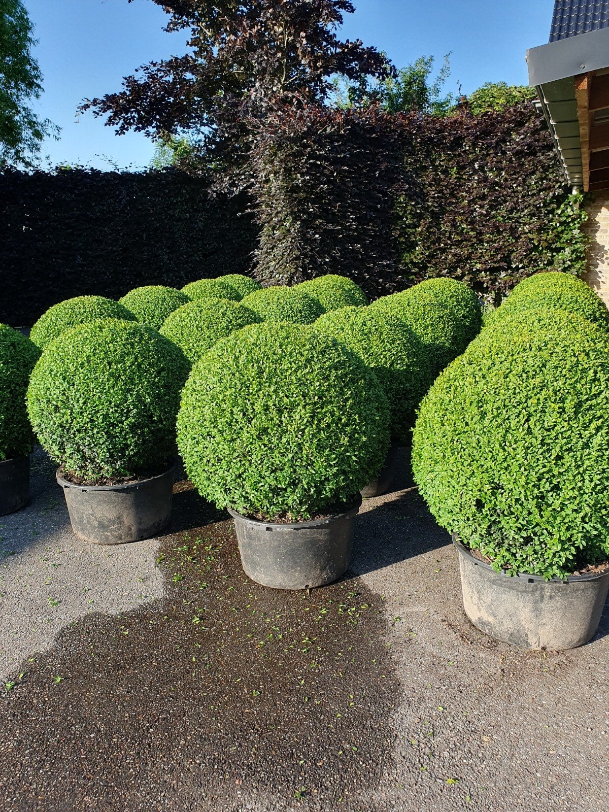 Buxus bollen spiralen pyramiden struiken triobollen duobolle, Ophalen, Buxus, Minder dan 100 cm