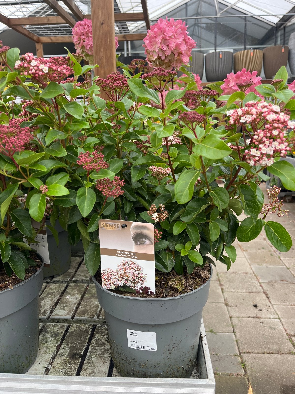 Viburnum Tinus 'Lisarose' PBR Sense - Winterharde Sneeuwbal, Tuin en Terras, Overige soorten, Volle zon, Vaste plant, Ophalen of Verzenden