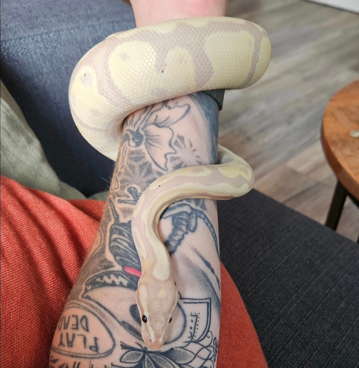 Mannelijke ball python met evt. terrarium Ball Python - male for sale from Kimberly Voort