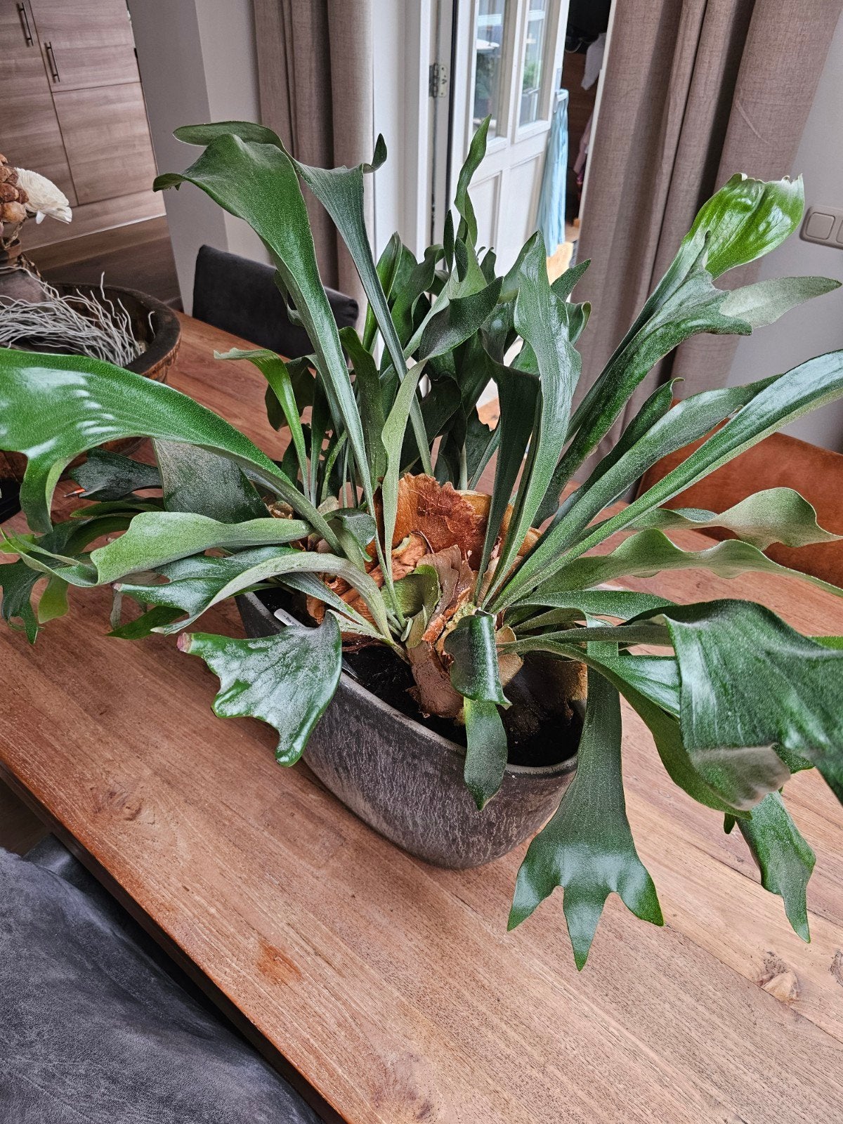 Hertshoornvaren, Ophalen, Halfschaduw, Minder dan 100 cm