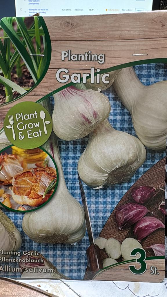 Volle kist poot knoflook bollen nu €5voor 72 bollen, Ophalen of Verzenden, Volle zon