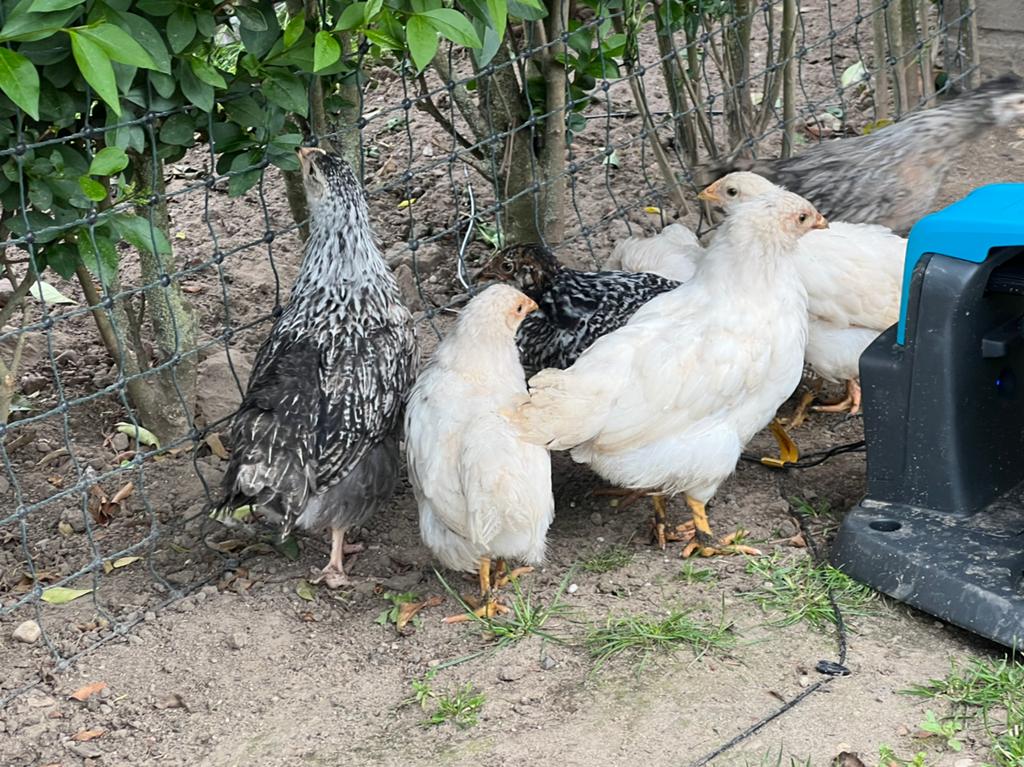 Hennen kuikens, Dieren en Toebehoren, Pluimvee, Vrouwelijk, Kip
