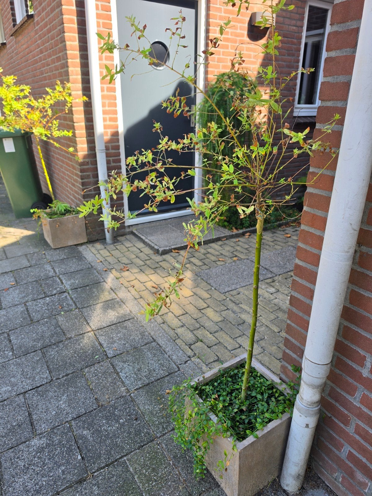 ​2x Boompje op stam in betonnen pot, Volle zon, Vaste plant, Lente, Ophalen