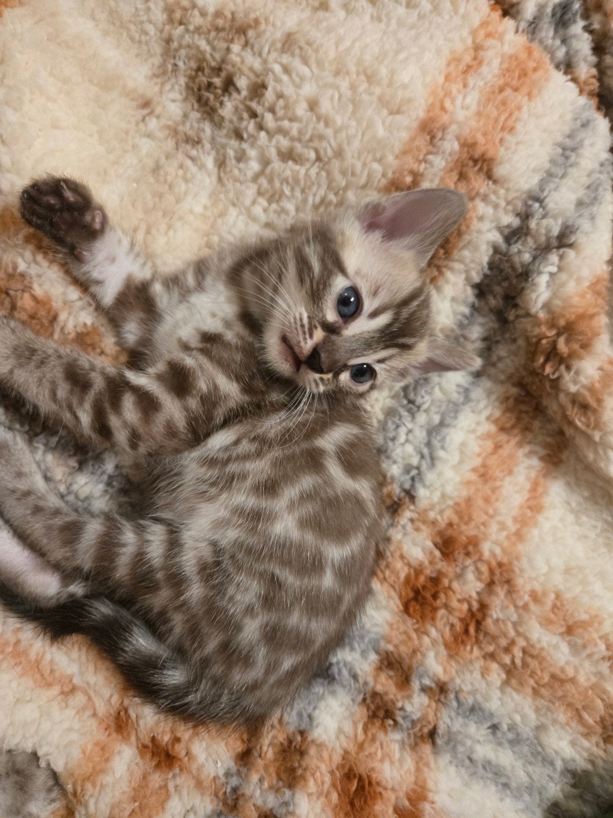 🐆 Bengaal Kitten  💯 Stamboom Charcoal Lynx - Mink, Dieren en Toebehoren, Meerdere dieren