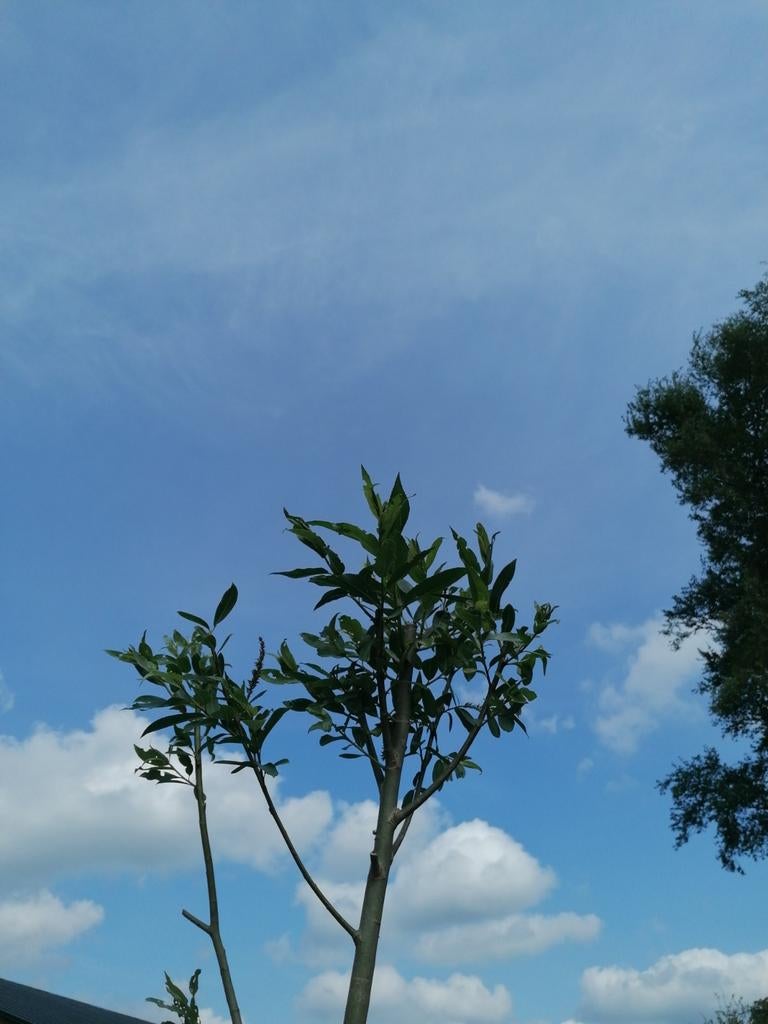 Gezocht Wilg, Tuin en Terras, Planten | Bomen, Ophalen of Verzenden