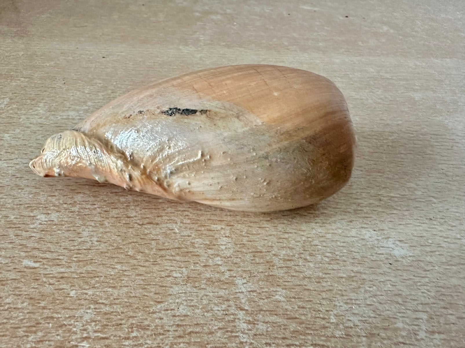 Meloenschelp, Ophalen of Verzenden, Schelp(en)
