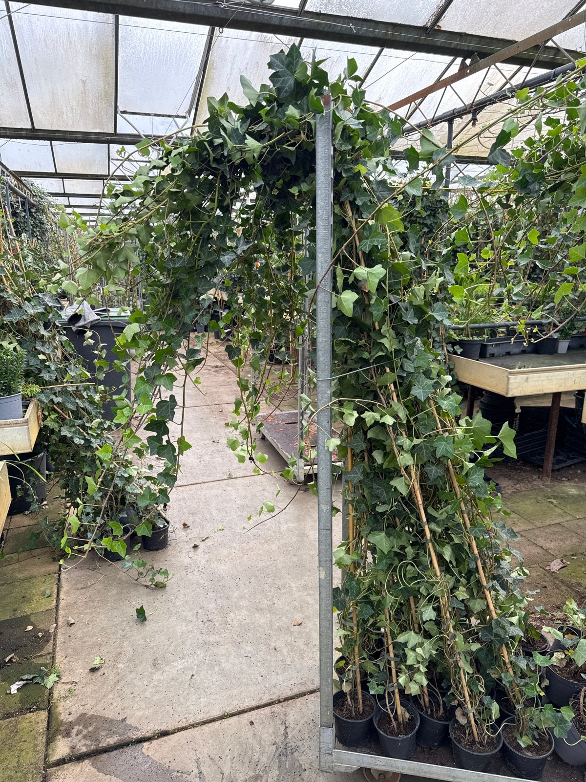 Hedera 10/20 t/m 250/300 - Reserveer nu voor later dit jaar!, Ophalen, Vaste plant, Bloeit niet, Halfschaduw