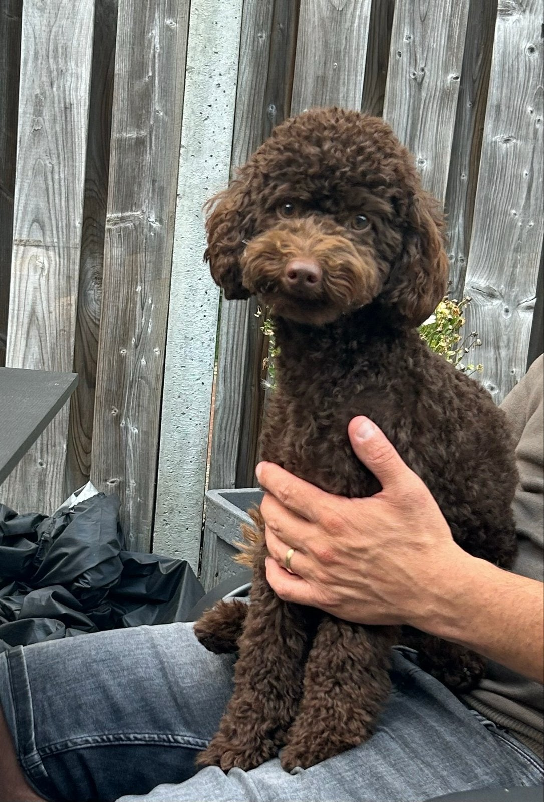 Prachtige donkerbruine toy poedel dekreu, Reu, 1 tot 2 jaar, Eén hond, CDV (hondenziekte)