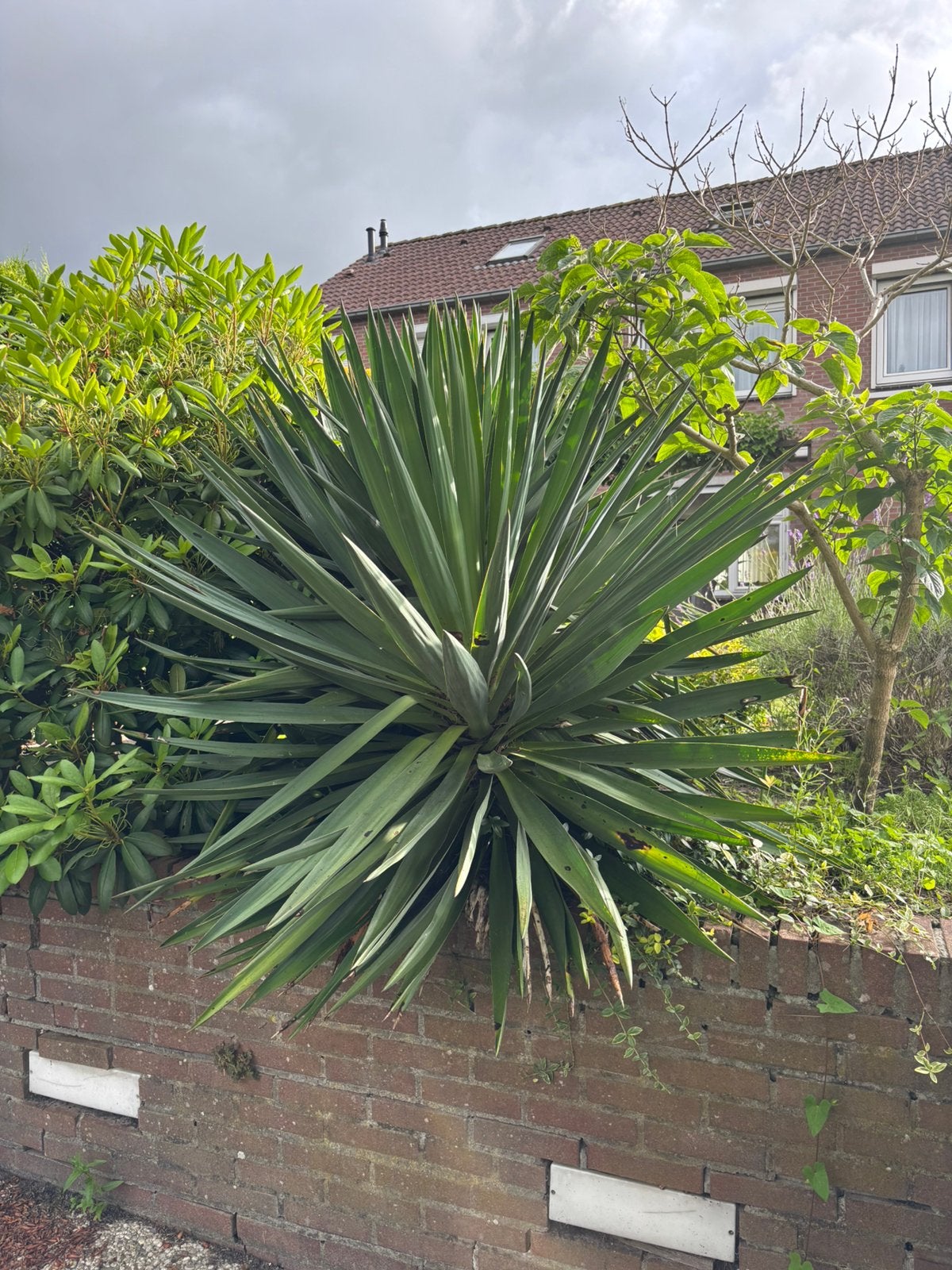 Yucca gloriosa / palmlelie, Tuin en Terras, Ophalen, Overige soorten, Volle zon