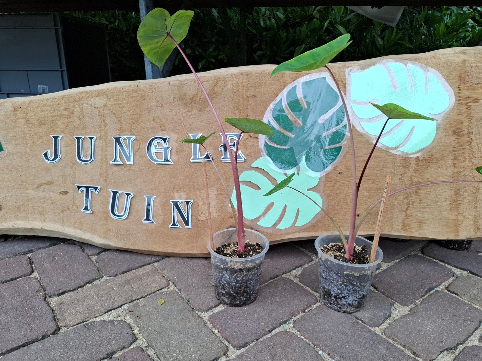 Colocasia Sangria., Tuin en Terras, Planten | Tuinplanten, Ophalen of Verzenden, Overige soorten, Volle zon
