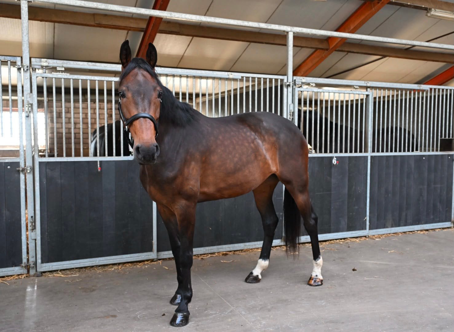 Franklin x Florencio ster merrie, Dieren en Toebehoren, Merrie, Dressuurpaard