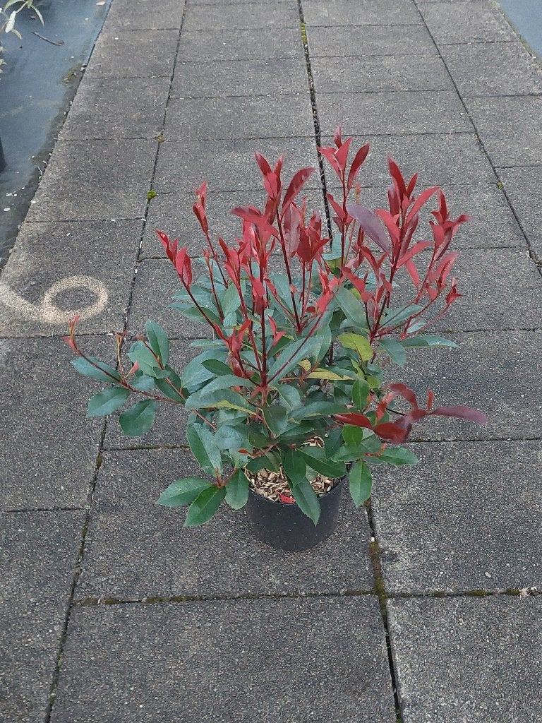 Photinia carre rouge (glansmispel), Vaste plant, Bloeit niet, Halfschaduw, Ophalen