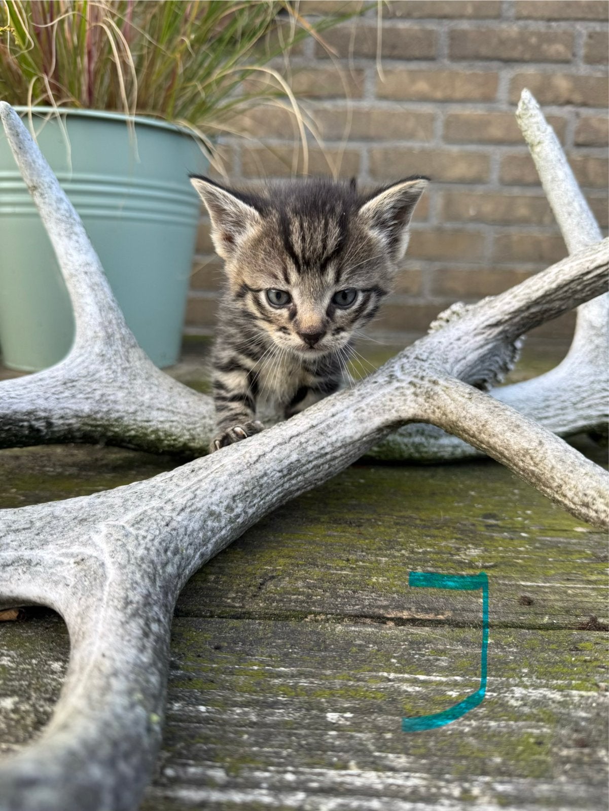 Boerderijkittens, Meerdere dieren, Kortharig, 0 tot 2 jaar