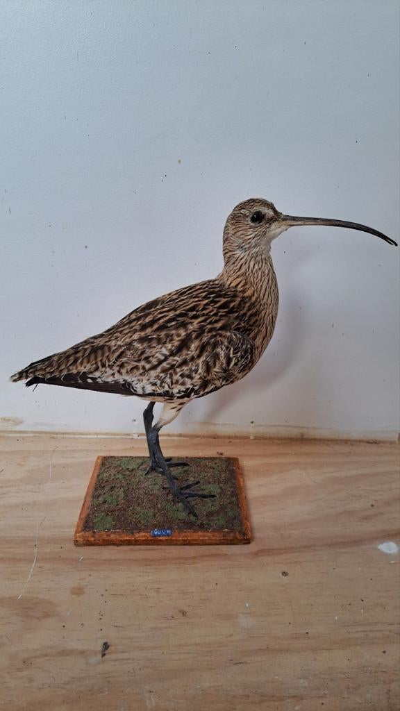 Opgezette Watervogel Taxidermie Wulp Nieuwstaat!!, Ophalen of Verzenden, Zo goed als nieuw, Vogel, Opgezet dier