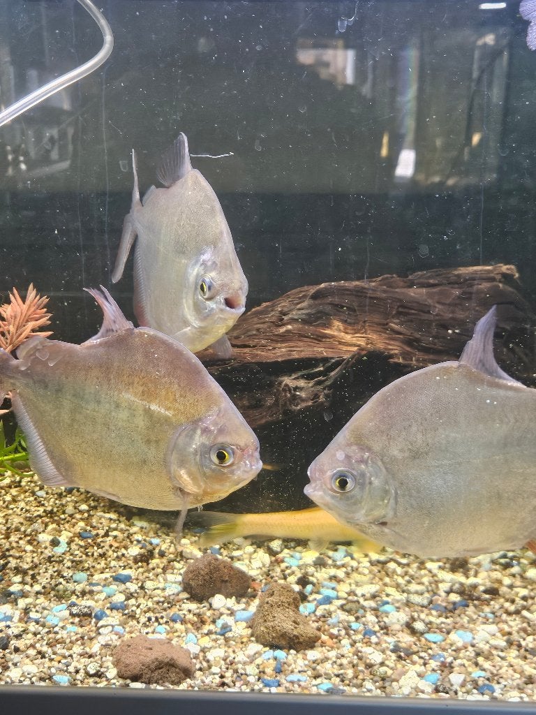 3 schijf vissen discusvissen, Dieren en Toebehoren, Vis