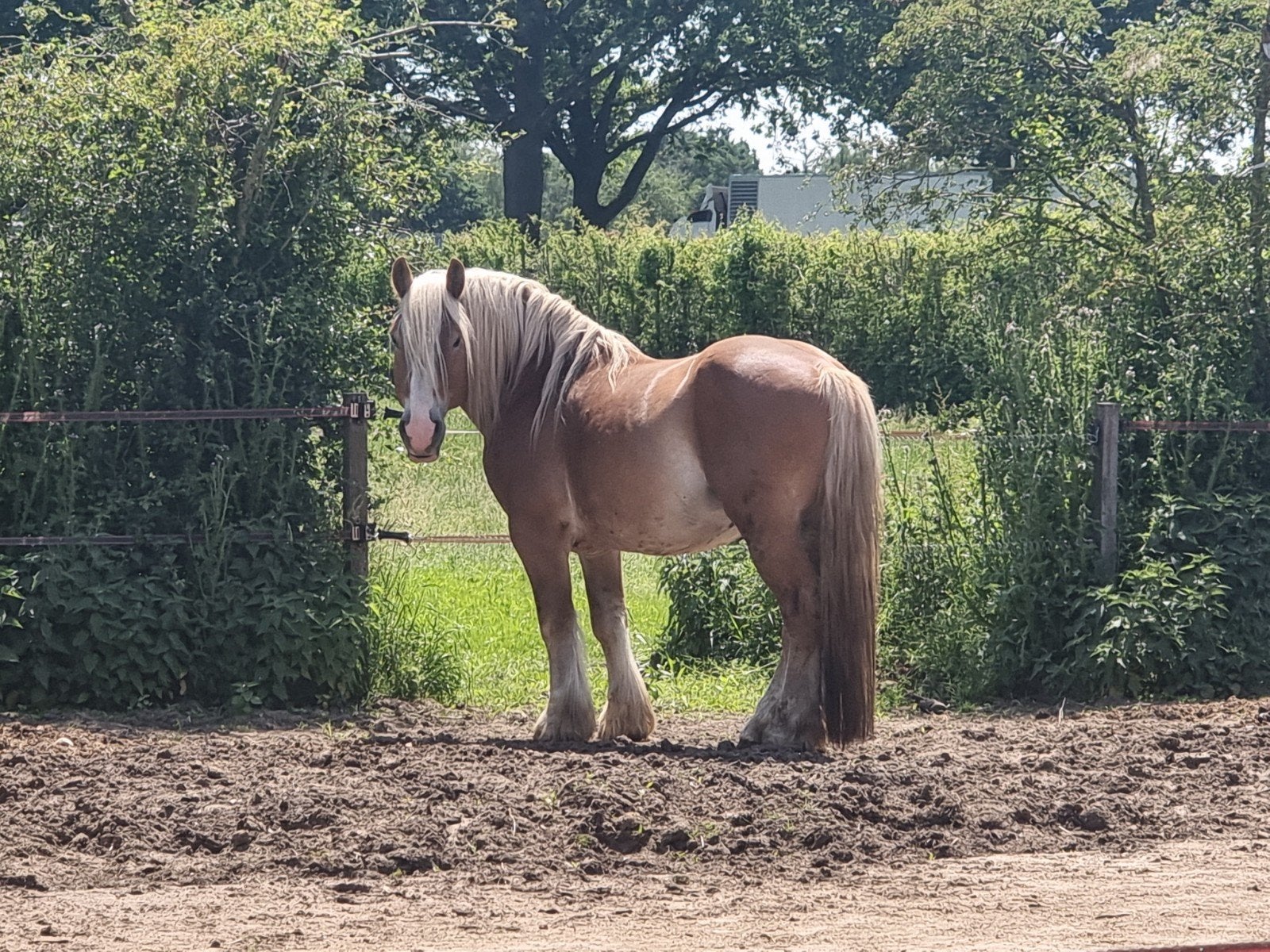 Rheinisch Deutsches Kaltblut (Trekpaard), Dieren en Toebehoren, Paarden, Met stamboom, Hengst, 3 tot 6 jaar, Onbeleerd