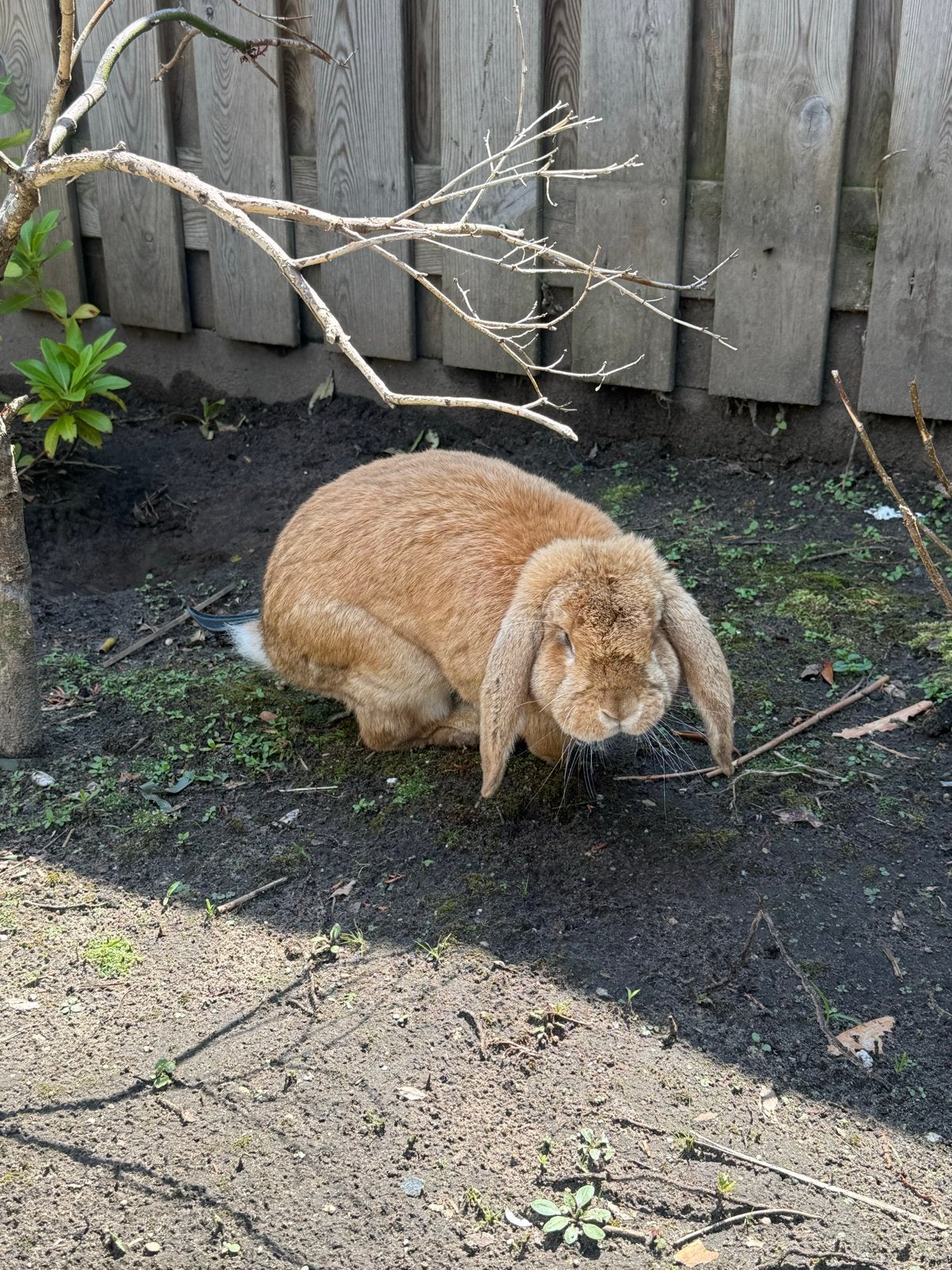 Franse hangoor konijn, Dieren en Toebehoren, Mannelijk, Groot, Hangoor
