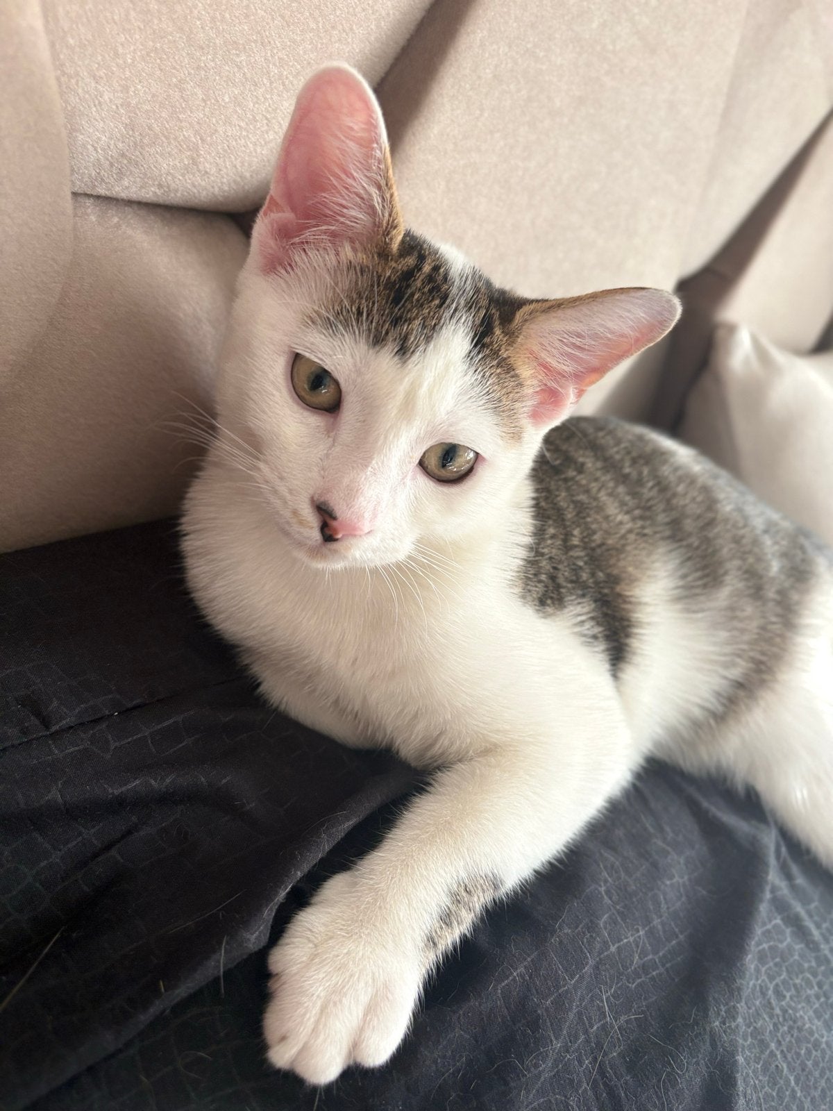 Kortharige kitten, Kater, Kortharig, 0 tot 2 jaar