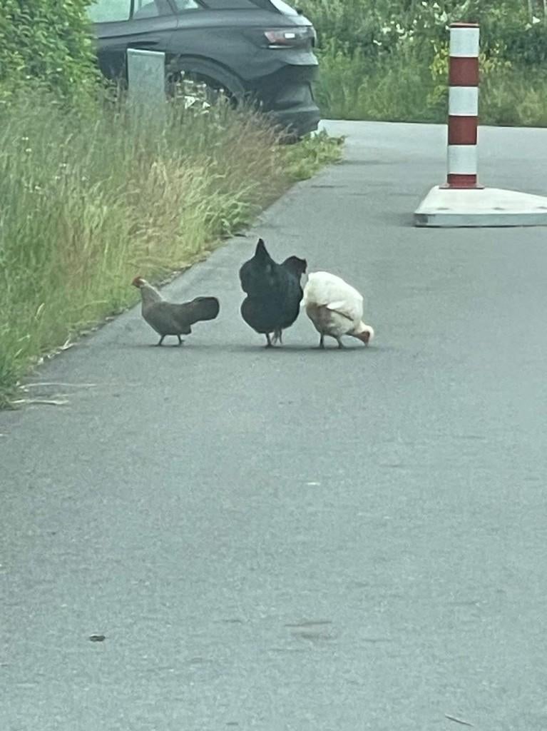 Straatjuwelen, Ophalen, Zo goed als nieuw