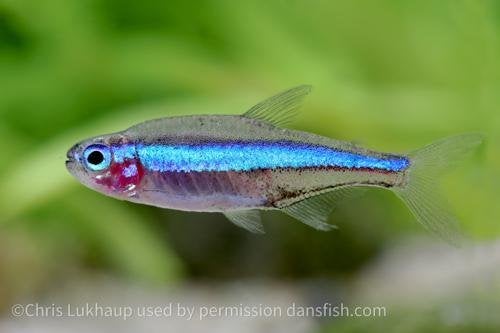 aquarium vissen, Vis, Zoetwatervis, Schoolvis