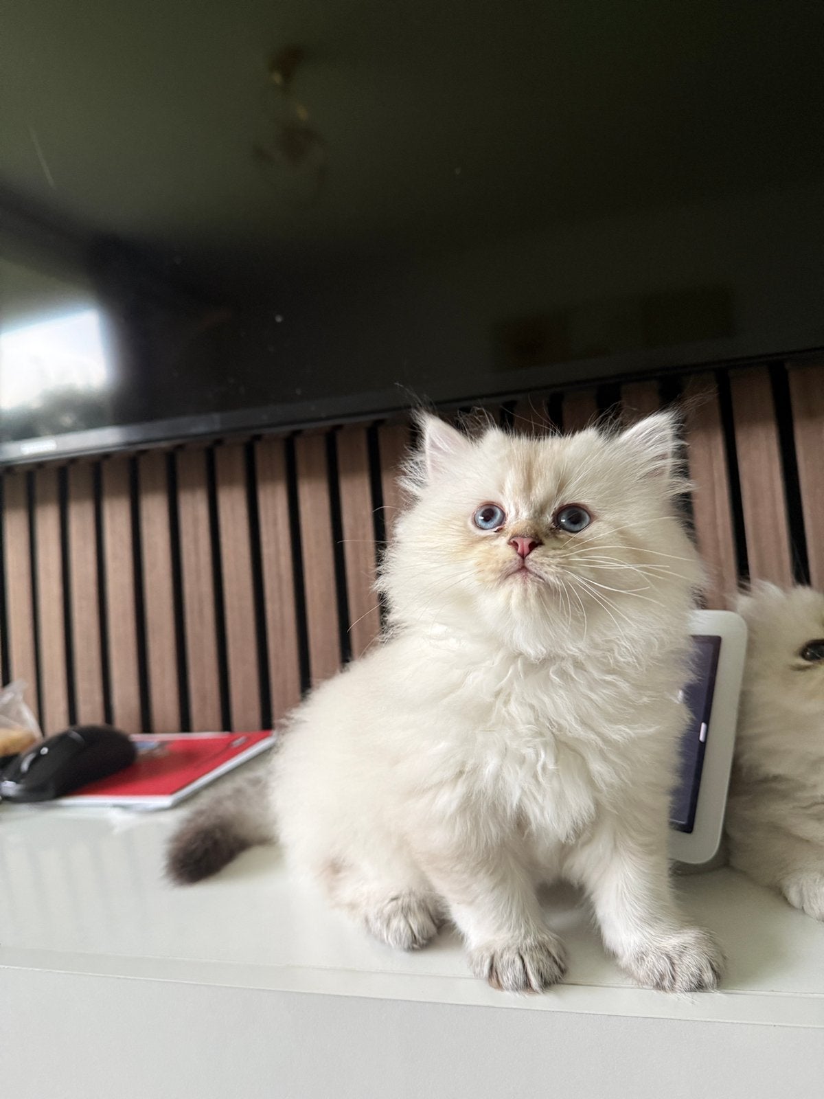 Britse Langhaar kater, Meerdere dieren