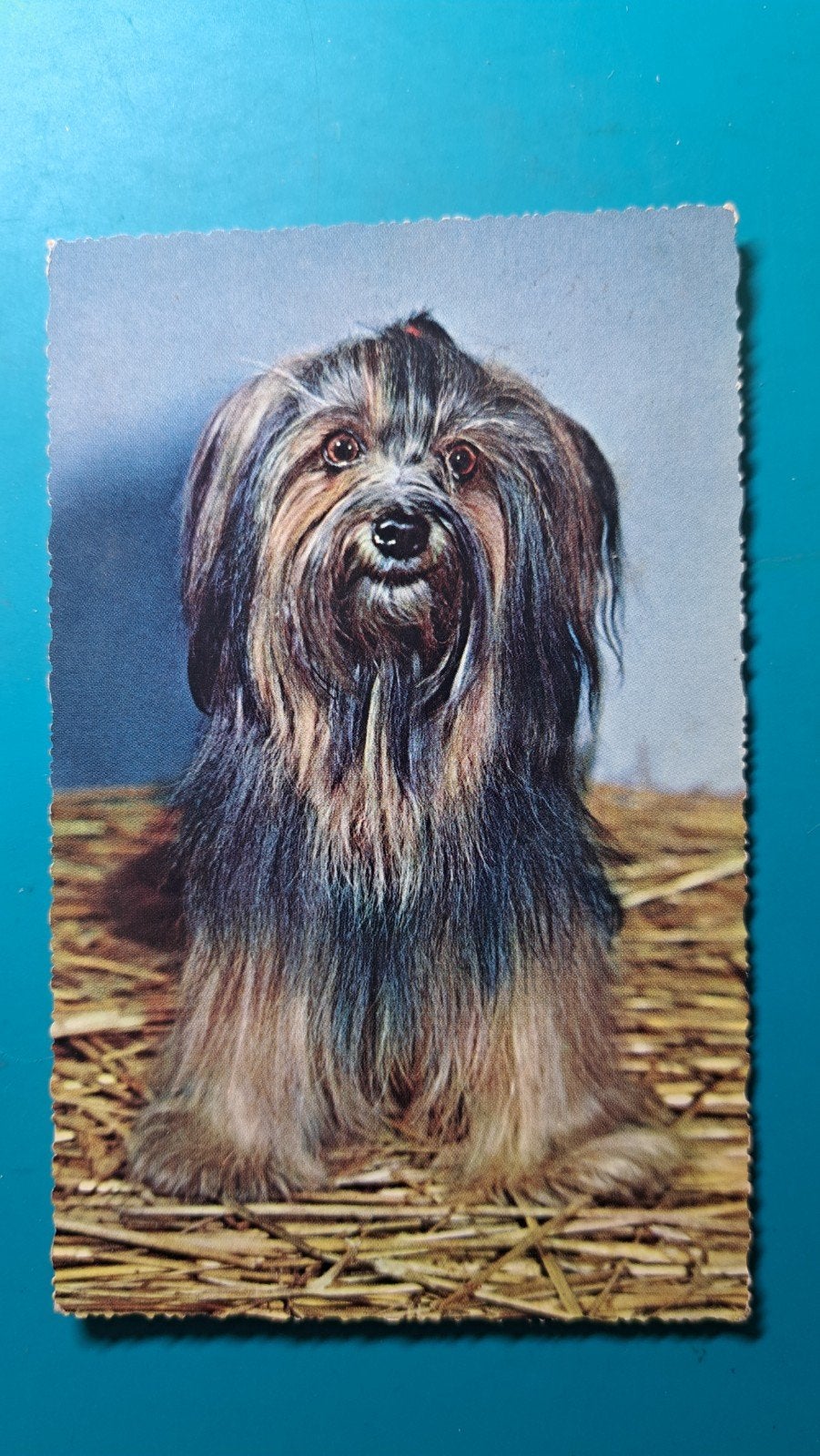 Tibetaanse Terriër 1961, Verzamelen, Ophalen of Verzenden, 1960 tot 1980, Gelopen, Hond of Kat