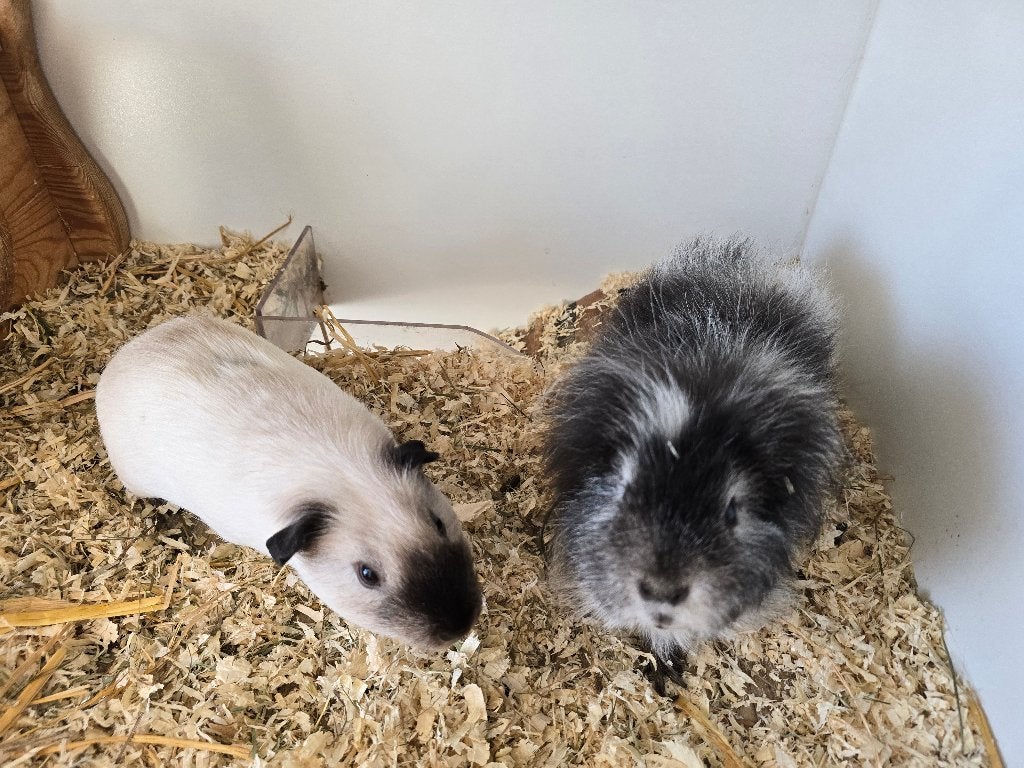 2 superleuke lieve cavia beertjes, Dieren en Toebehoren, Knaagdieren, Mannelijk, Cavia, September, Tam
