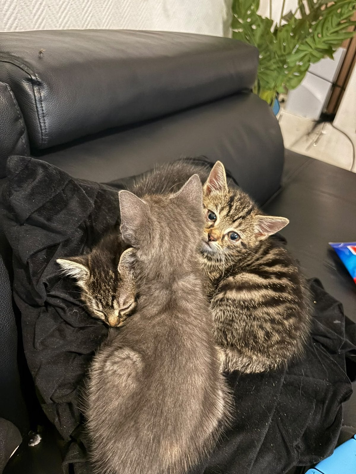 Europese kort haar kittens en moederpoes te koop, Dieren en Toebehoren, Poes