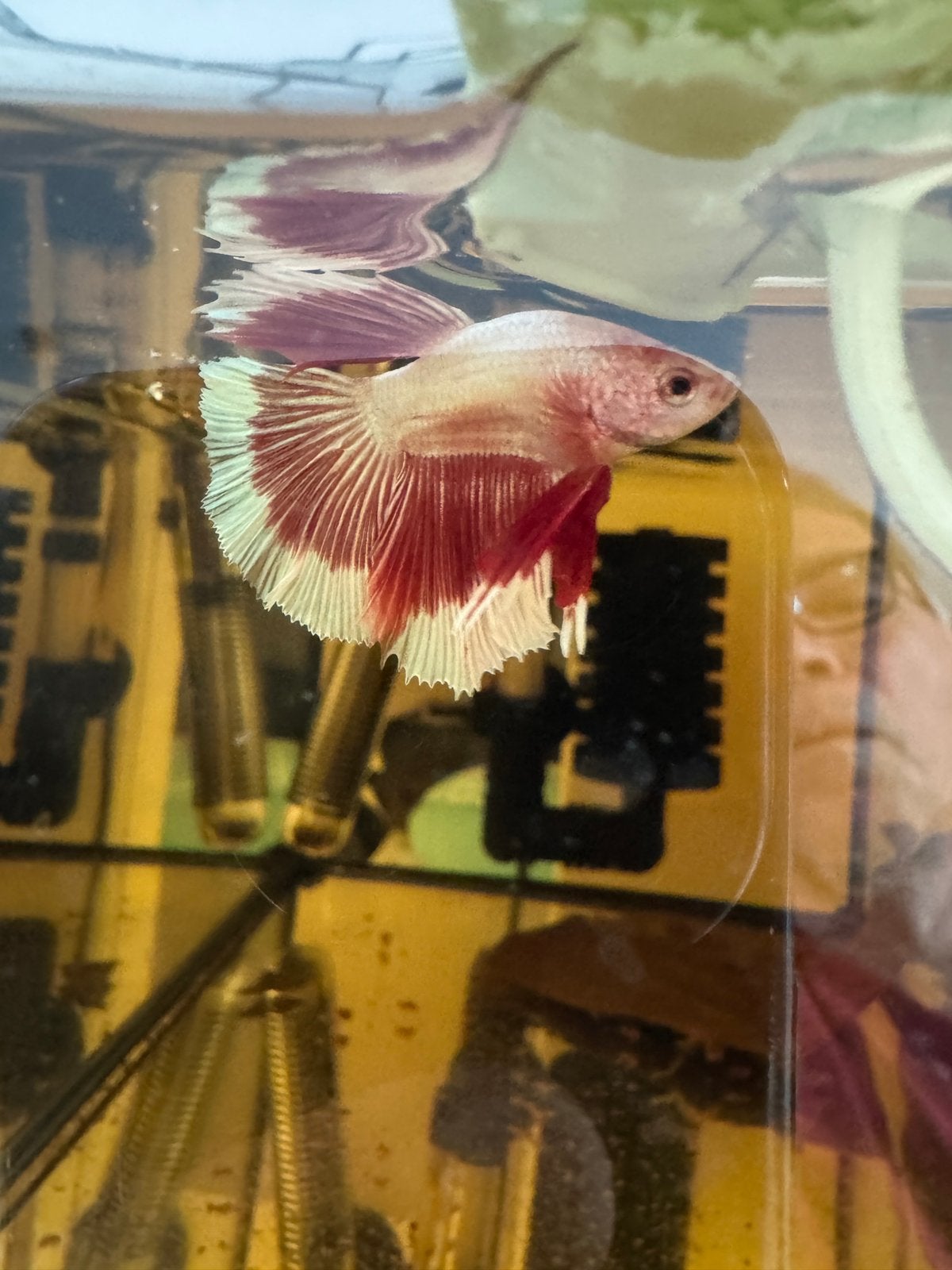 Betta mannen en vrouwtje, Vis, Zoetwatervis