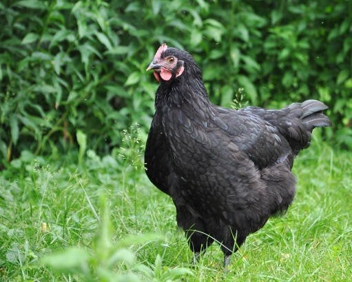 Gezocht grote australorp hen., Dieren en Toebehoren, Vrouwelijk, Kip