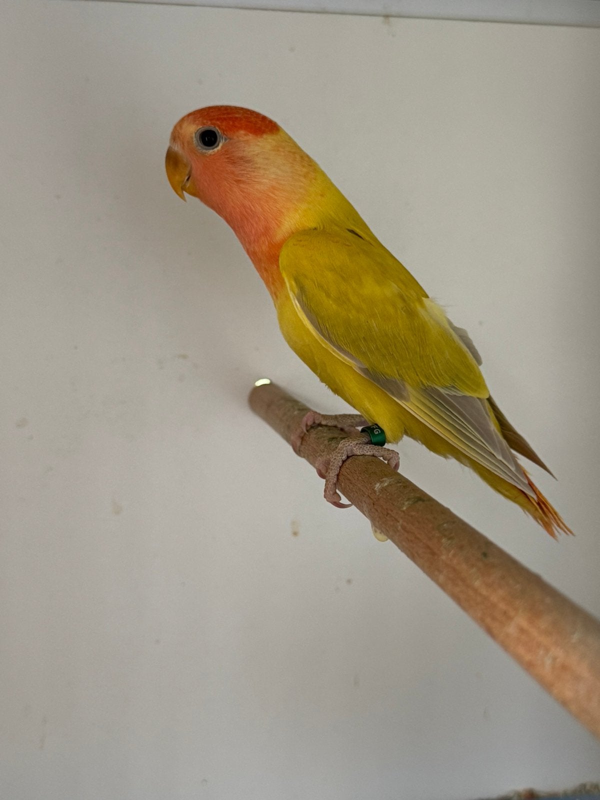7  Jonge Agapornis dwergpapegaai roseicollie om tam te maken, Vrouwelijk, Dwergpapegaai of Agapornis, Tam