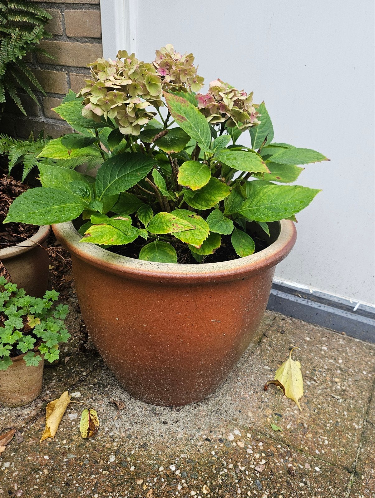 pot met hortensia, Tuin en Terras, Overige soorten, Vaste plant, Ophalen of Verzenden, Halfschaduw