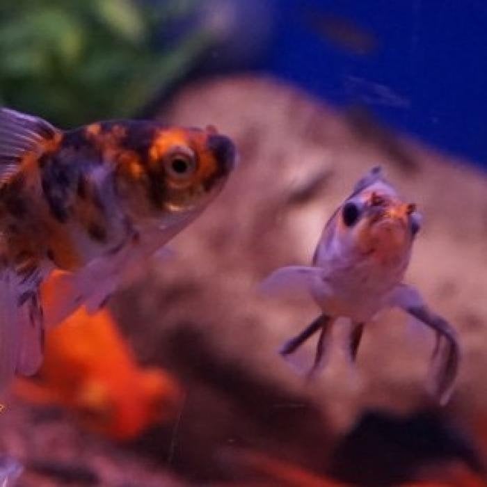 carrasius auratus, Vis