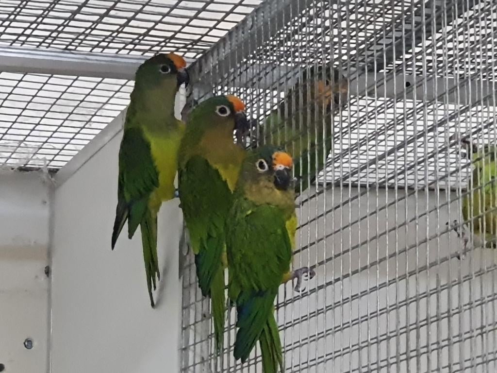 Aratinga Aurea beschikbaar., Dieren en Toebehoren, Vogels | Parkieten en Papegaaien, Meerdere dieren, Papegaai, Geringd