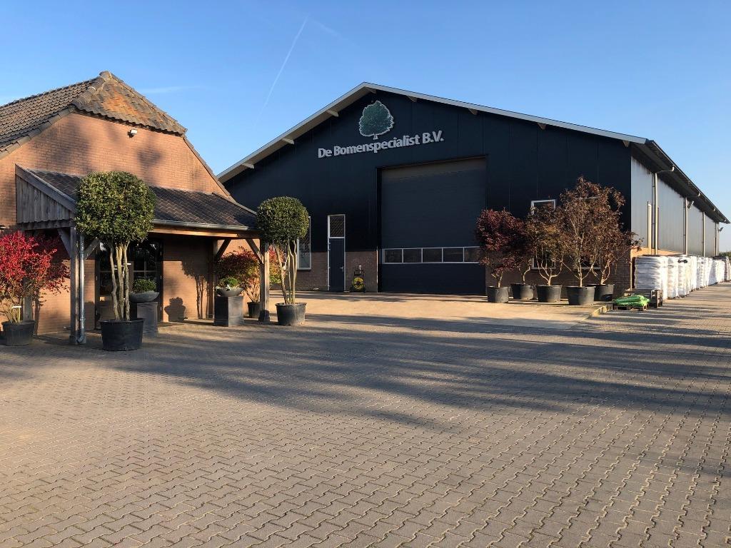 Walnotenboom, kersenboom, appelboom, perenboom, bomen, Tuin en Terras, Planten | Bomen, Ophalen of Verzenden, Zomer, Volle zon