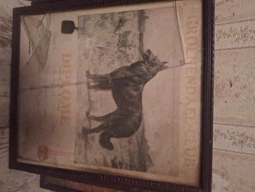 Oude Groenendael Club Diploma Ingelijst hond 2 stuks, Antiek en Kunst, Kunst | Etsen en Gravures, Ophalen of Verzenden
