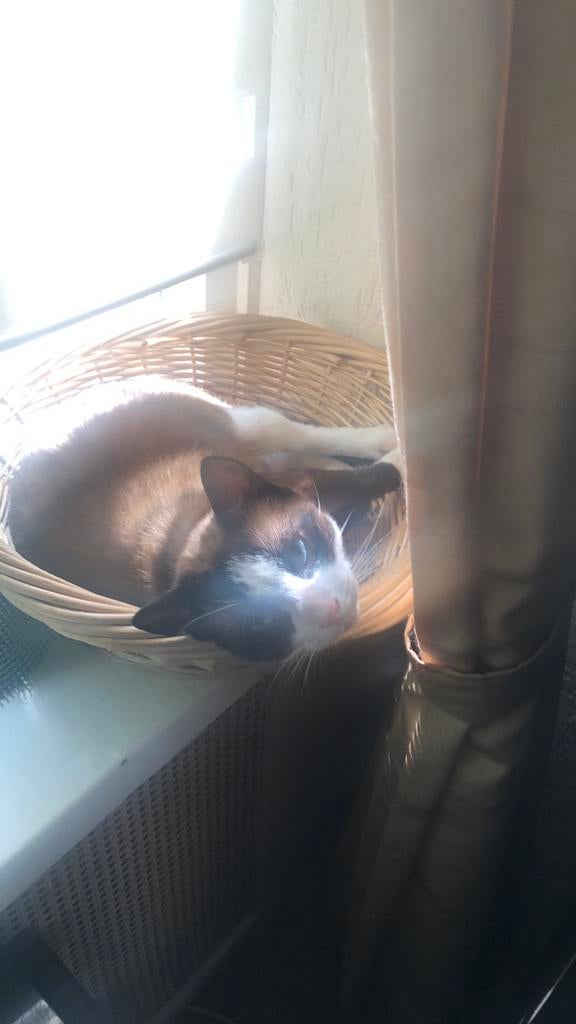 🐾Oppassen/Verzorgen🐾, Komt aan huis, Oppas