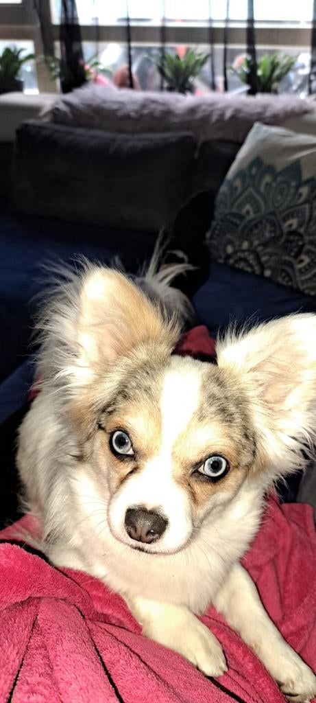 Mooie dekreu Merle Chihuahua, Dieren en Toebehoren, 1 tot 2 jaar, Parvo, Eén hond, Nederland