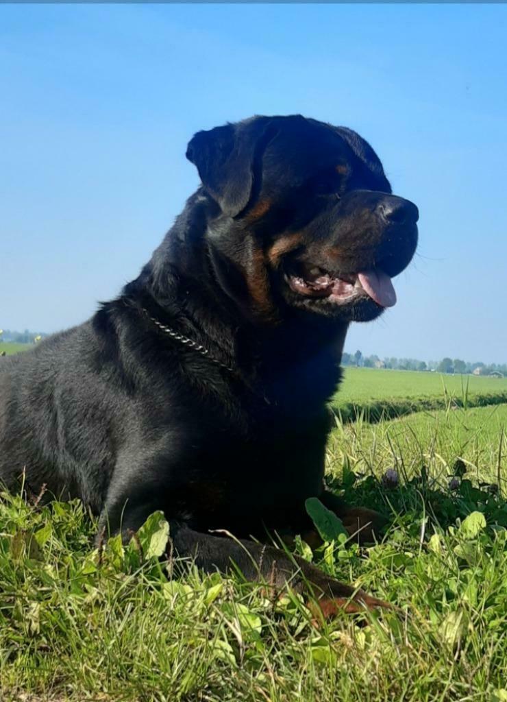 Ter dekking aangeboden rottweiler reu, Reu, 1 tot 2 jaar, Parvo, Eén hond