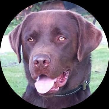 Labrador reu choco bruin LABRADOR Dekreu GROOT, Dieren en Toebehoren, Reu, 1 tot 2 jaar, Parvo, Eén hond