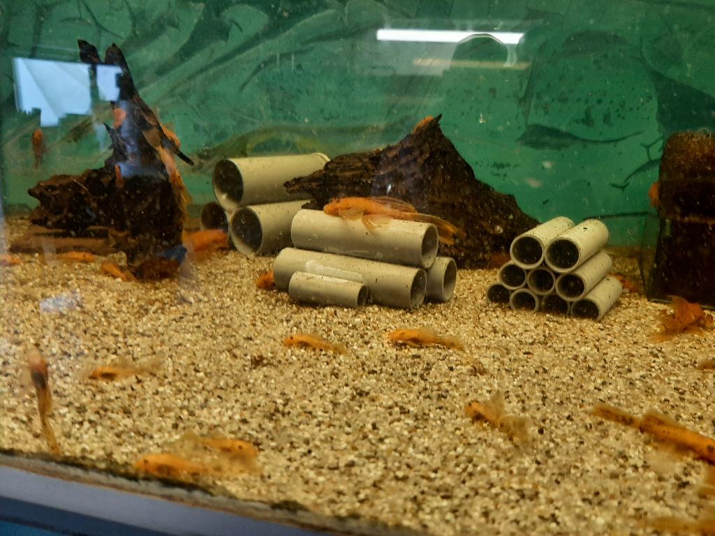 RED LONGFIN ANCISTRUSSEN EN KORTVINNEN, Dieren en Toebehoren, Vis, Zoetwatervis