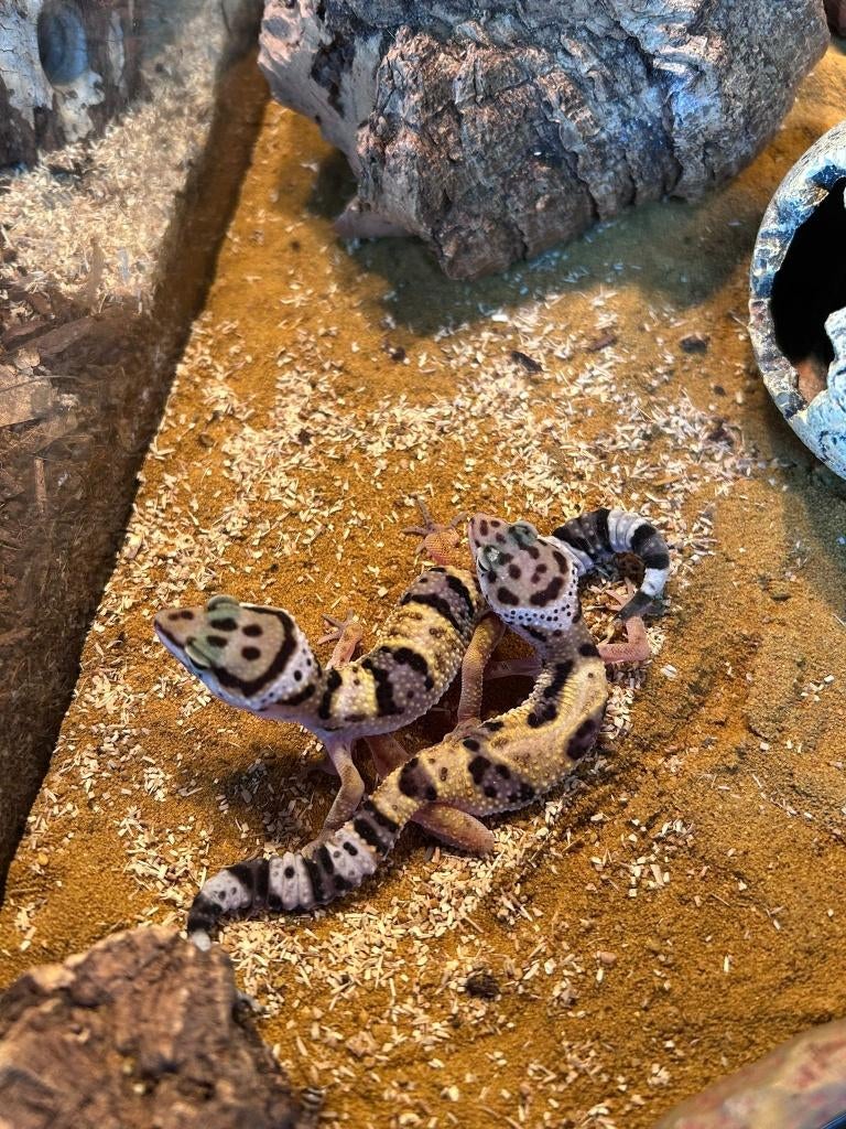 verschillende luipaardgekko’s, Hagedis, 0 tot 2 jaar