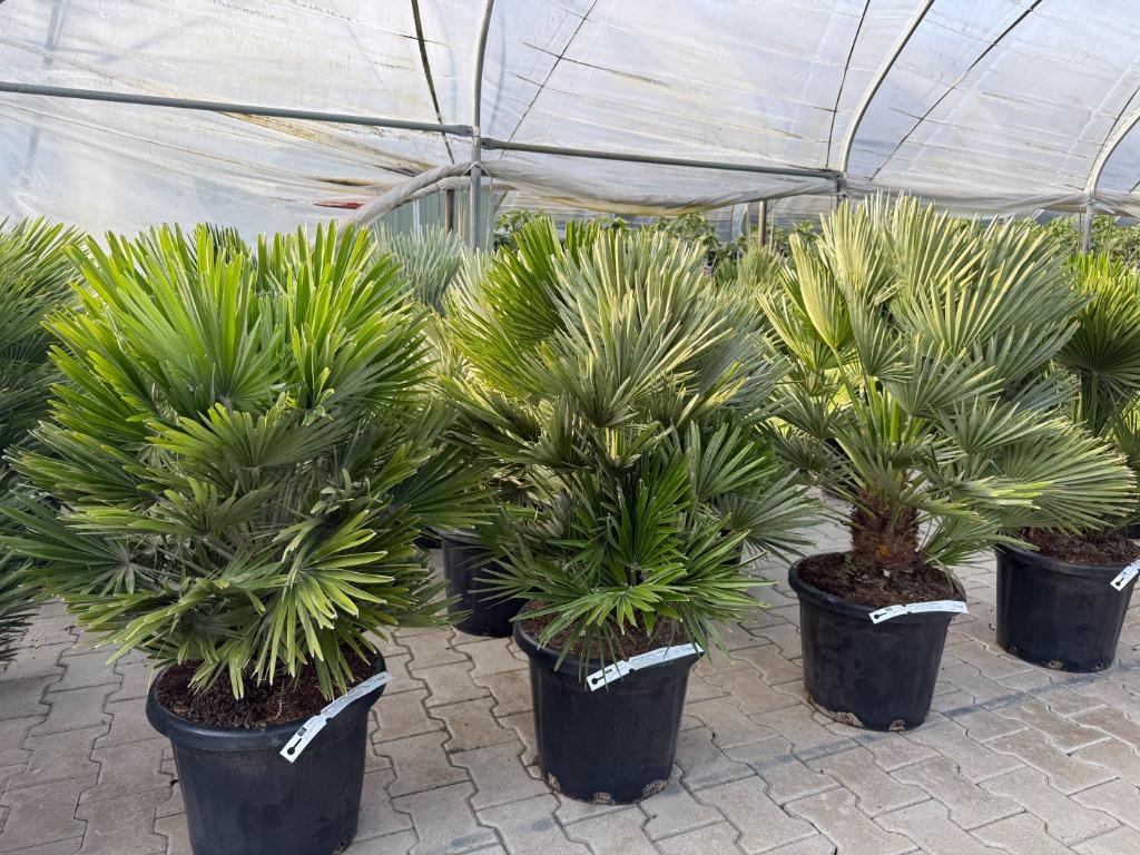 Chamaerops humilis 'Vulcano' palmboom / palmbomen te koop!!, Ophalen of Verzenden, Minder dan 100 cm, Zomer, Palmboom