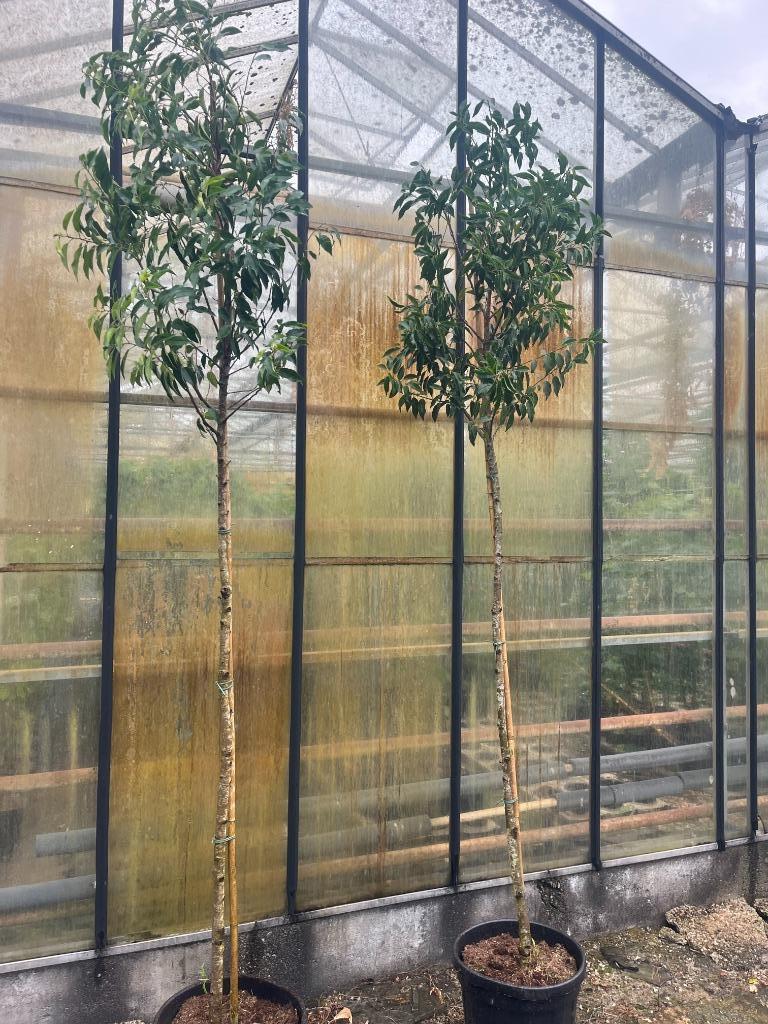 Portugese laurier op stam, Prunus lusitanica Angustifolia, Ophalen, Halfschaduw, Overige soorten, Lente