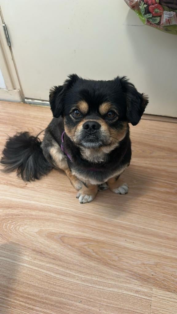 Dekreu, Dieren en Toebehoren, Reu, 1 tot 2 jaar, Eén hond, Nederland