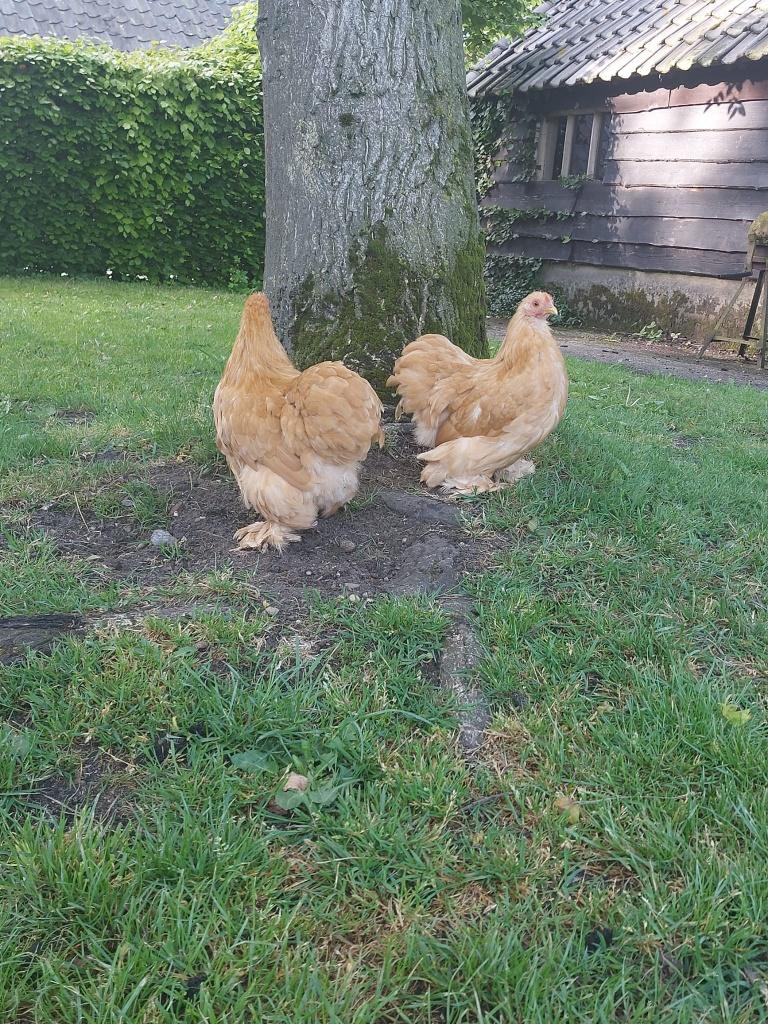 Cochinkriel kippen | Verschillende kleurslagen | zeer tam, Vrouwelijk, Kip