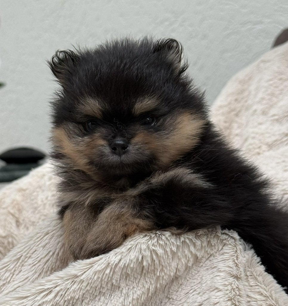 DWERGKEES/POMERIAAN PUPS met FCI STAMBOOM, Keeshond, 8 tot 15 weken, Parvo, Meerdere dieren