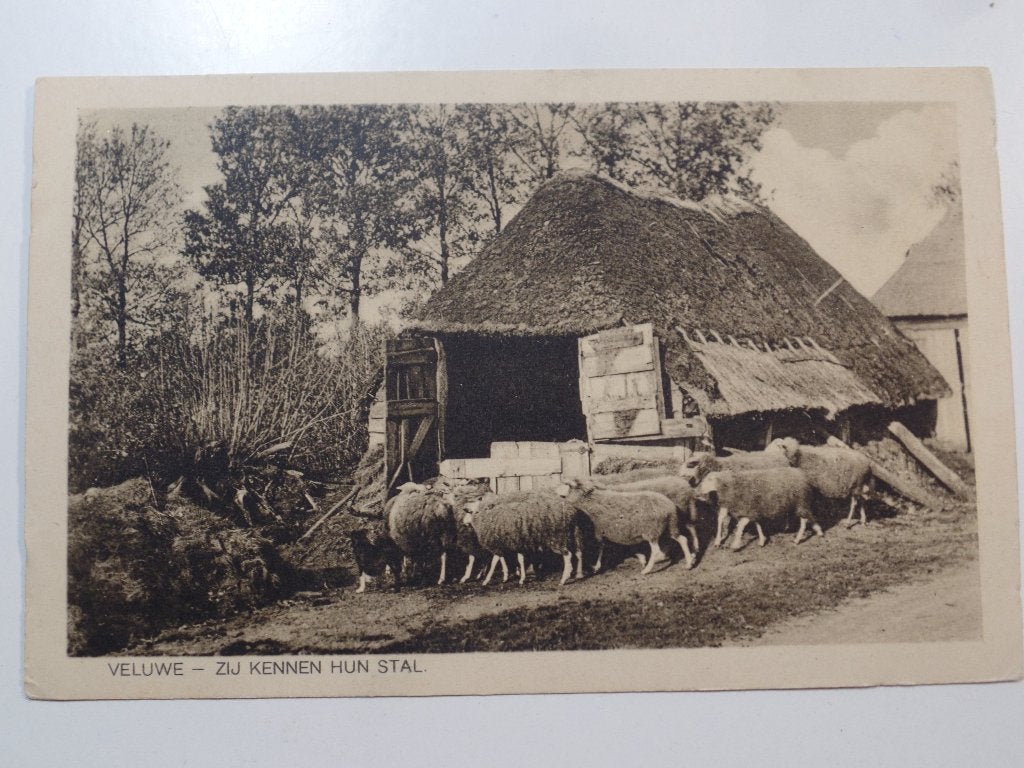 Partij 1 Schapen, Verzamelen, Ansichtkaarten | Nederland, Verzenden, Gelopen, Gelderland