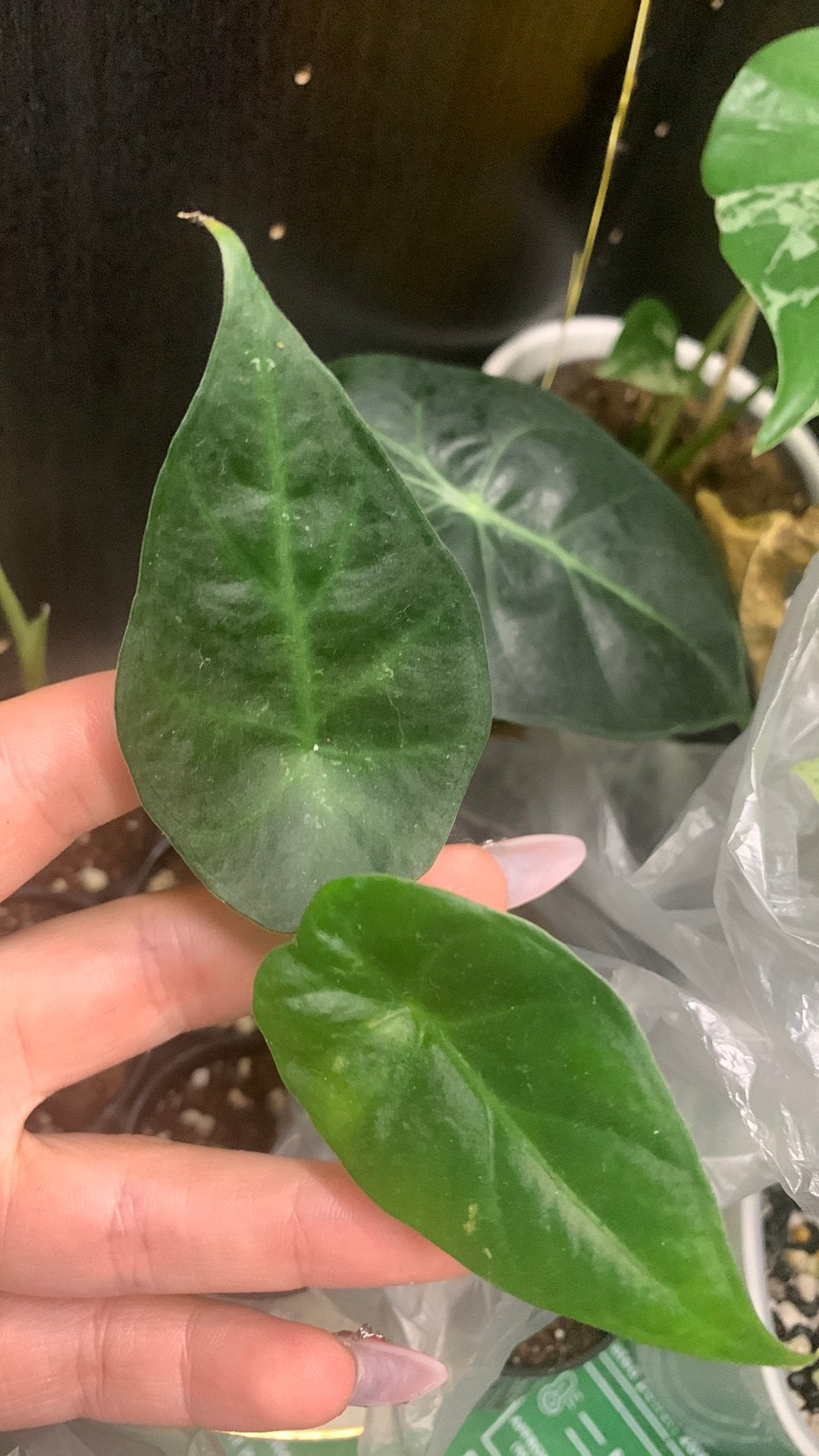 Alocasia regal shield, Ophalen
