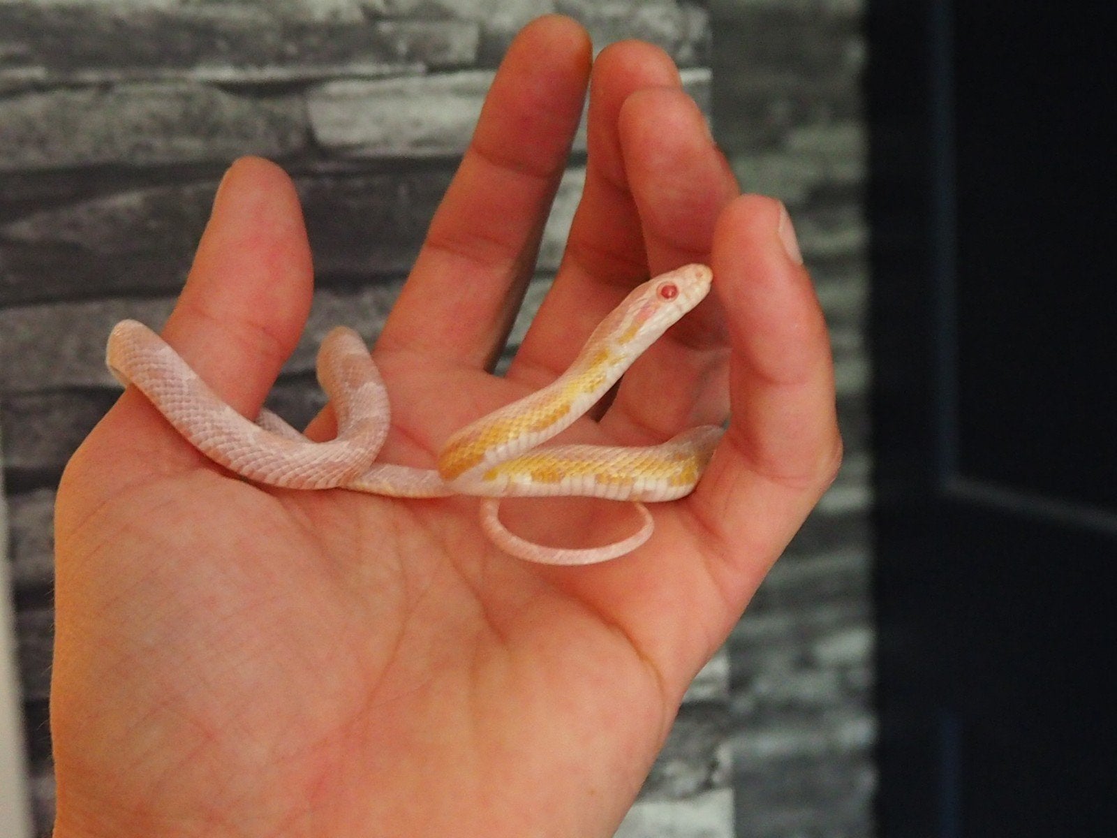 0.1 pantherophis guttatus opal tessera